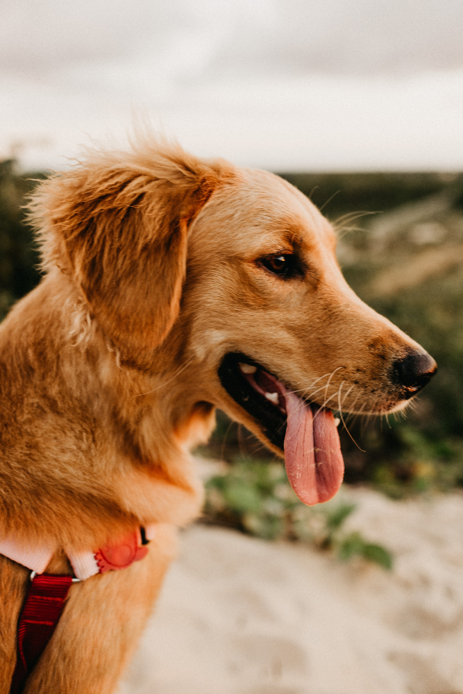 golden retriever na tle plaży