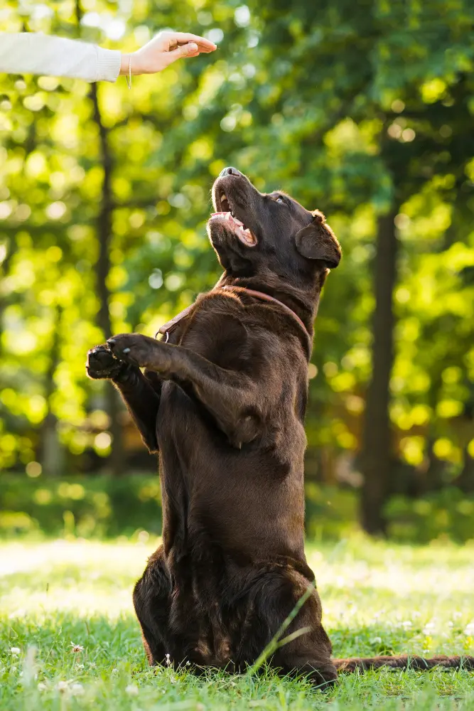 czekoladowy labrador na tylnych łapach